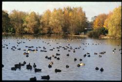 [Le parc ornithologique de Villars-les-Dombes]