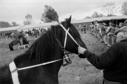 [11e Fête du cheval de Morancé (1991)]