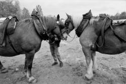 [11e Fête du cheval de Morancé (1991)]