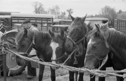 [Foire de Nervieux (1950)]