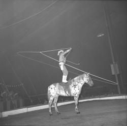 Cirque Rancy et sa ménagerie