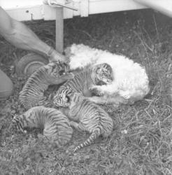 Cirque à Lyon : un chien allaite un bébé tigre
