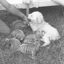 Cirque à Lyon : un chien allaite un bébé tigre