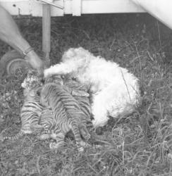 Cirque à Lyon : un chien allaite un bébé tigre