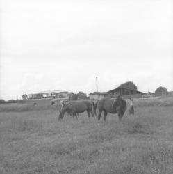 [Cars Philibert : promenade à Pérouges (Ain)]