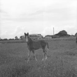 [Cars Philibert : promenade à Pérouges (Ain)]