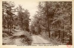 Environs de L'Aubépin (Rhône). - Chemin dans les bois de La Fay