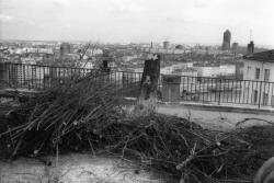 [Les plantations de la place Bellevue]