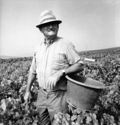 [Vendanges du beaujolais à Saint-Etienne-des-Oullières (Rhône)]