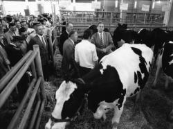 [1er concours de vaches laitières Frisonnes de Corbas (1986)]