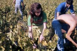 [Vendanges en Beaujolais (Rhône)]