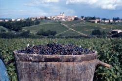 [Vendanges en Beaujolais (Rhône)]