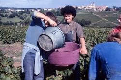 [Vendanges en Beaujolais (Rhône)]