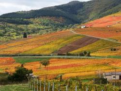 Mont Brouilly, Beaujolais