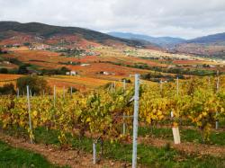 Mont Brouilly, Beaujolais