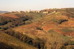 [Paysage de vignoble]