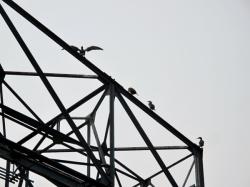 [Les cormorans du port Rambaud]