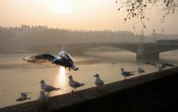 [Les mouettes en hiver]