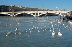 [Pont Wilson sur le Rhône]