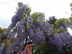 Glycines, rue Ferdinand Buisson (Montchat)