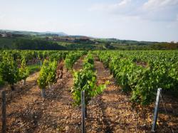 Village de Theizé, Beaujolais, Rhône