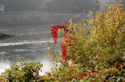 Rives de Saône, face à l'Île Barbe