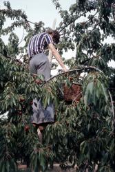 [Exploitation fruitière à Bessenay (Rhône)]