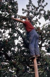 [Exploitation fruitière à Bessenay (Rhône)]