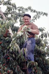 [Exploitation fruitière à Bessenay (Rhône)]