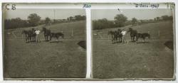 Allardon et ses chevaux dans son champs à Manissieux