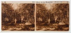 Forêt de la Morgne