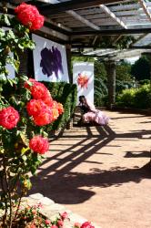 Festival des Roses, Grande Roseraie, Parc de la Tête d'Or, Lyon 6e