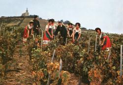 Fleurie-en-Beaujolais (Rhône). - Vendanges sur le coteau de la Madone - "La Grappe Fleurie"