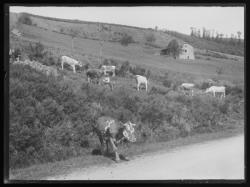 Vaches, près de Tarare