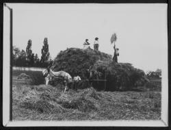 Les moissons chez Farge à Tassin