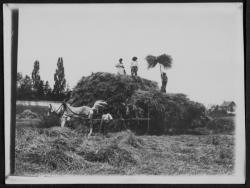 Les moissons chez Farge à Tassin