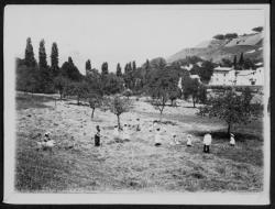 Les moissons chez Farge à Tassin