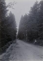 Route en forêt près de Courpière