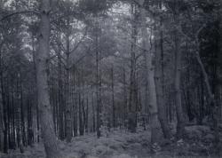 Forêt près d'Augerolles