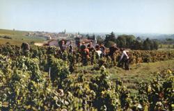 Juliénas (Rhône). - Cave coopérative des grands vins de Julliénas