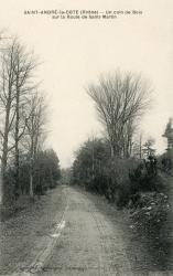 Saint-André-la-Côte (Rhône). - Un coin de Bois sur la Route de Saint-Martin