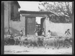 Charbonnières, les moutons passant devant la maison