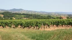 Promenade dans les vignes, Pommiers, Rhône