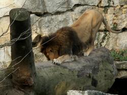 Parc de la Tête d'Or, les animaux, Lyon 6e