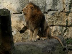 Parc de la Tête d'Or, les animaux, Lyon 6e