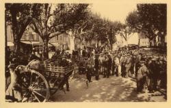 Ampuis (Rhône). - Le Marché aux légumes