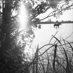 [Un cheval solitaire dans l'étang]