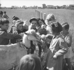 [Les enfants offrent leurs fleurs à la chèvre]