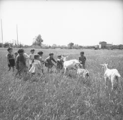 [Les enfants essaient de rattraper les chèvres en fuite]