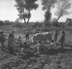 [Les enfants font la ronde autour de l'âne]